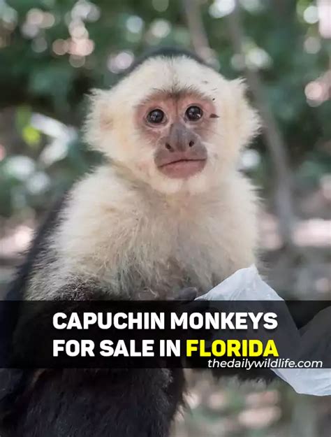 richard miller capuchin monkeys florida|5 Places With Capuchin Monkeys For Sale In Florida .